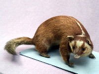 鼬獾藏品圖，第4張